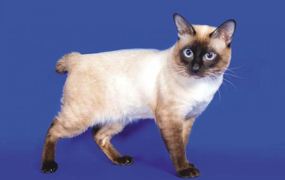 Меконгский бобтейл полосатый. Порода меконгский бобтейл. Меконгский (тайский) бобтейл. Меконгский (тайский) бобтейл. Меконгский (тайский) бобтейл.