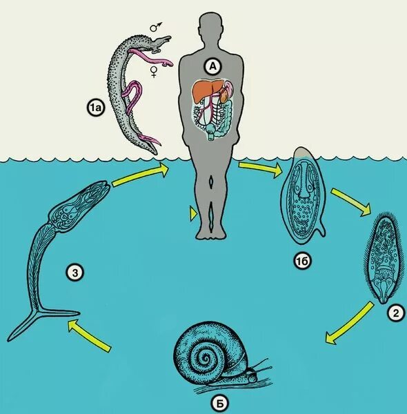 Жизненный цикл шистосомы. Schistosoma mansoni жизненный цикл. Schistosoma haematobium жизненный цикл. Кишечный шистосомоз возбудитель.