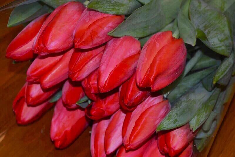 тюльпан стронг файер. тюльпан стронг файер. тюльпан триумф стронг файр. Strong fire. сорт тюльпана стронг лав.