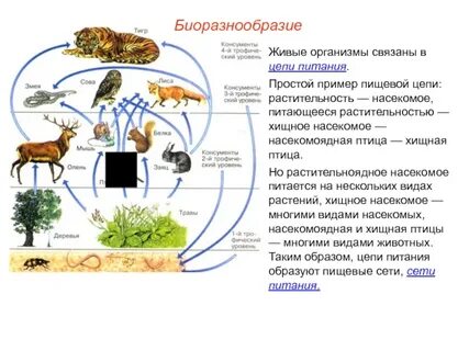 Насекомые экосистемы