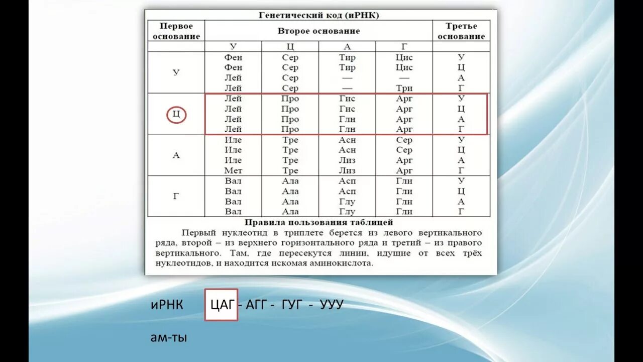 Задачи из ЕГЭ по биологии на Биосинтез белка. Задачи на Биосинтез белка ЕГЭ биология. ЕГЭ биология 2022 задачи на Синтез белка. Задачи на Синтез белка ЕГЭ биология 2023. Можно ли на егэ по биологии калькулятор