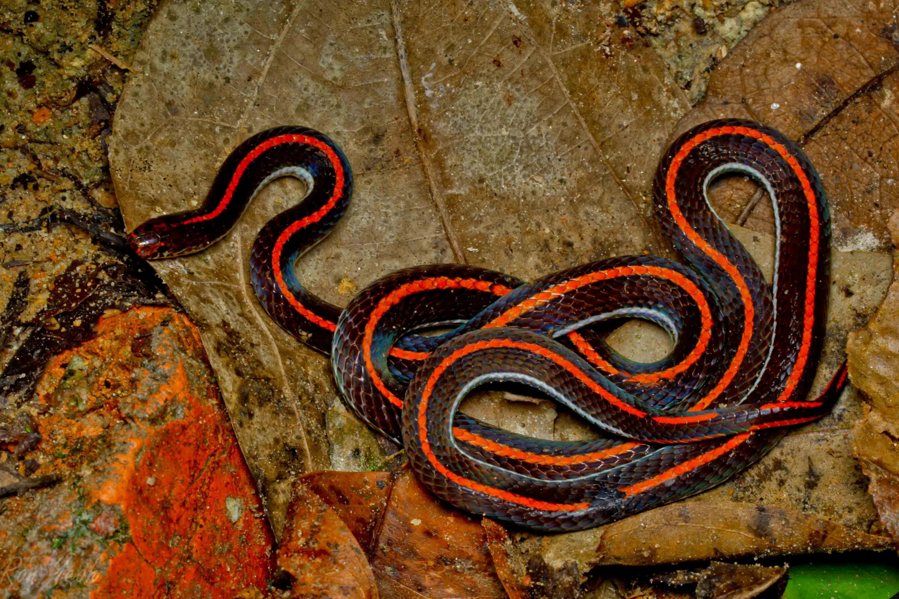 Типа змейка. Кавказская гадюка красная. Calliophis bivirgata. Королевская ошейниковая змея. Двухполосая желёзистая змея.