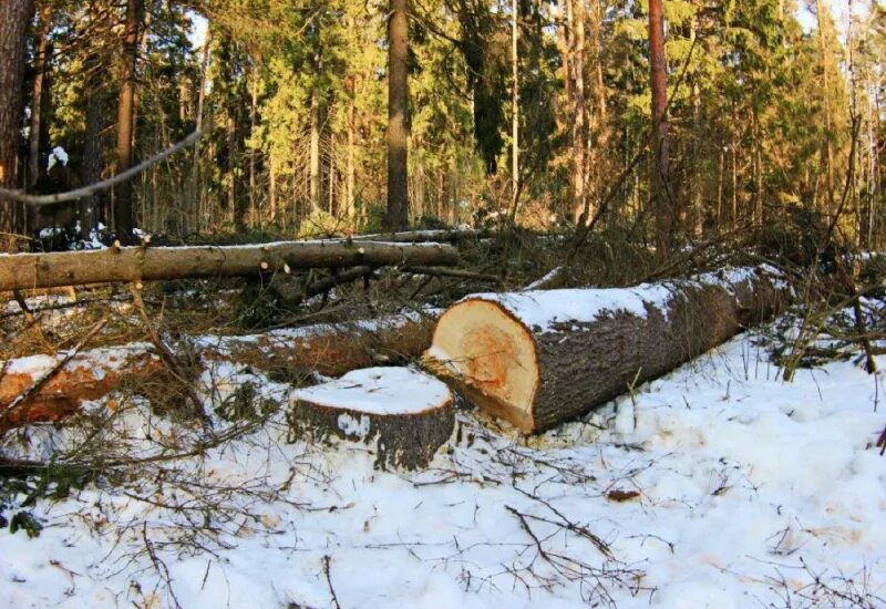Как вытащить лес. Незаконная рубка лесных насаждений. рубка деревьев. незаконная вырубка леса. спиленные деревья в лесу.