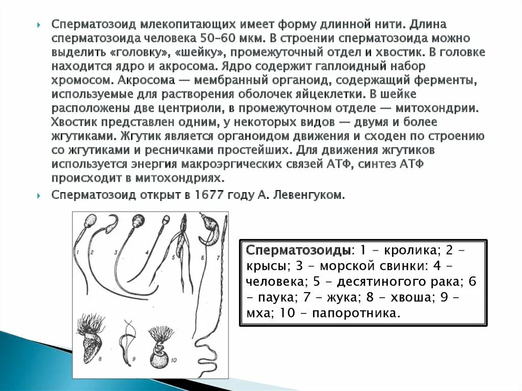 Спермии млекопитающих