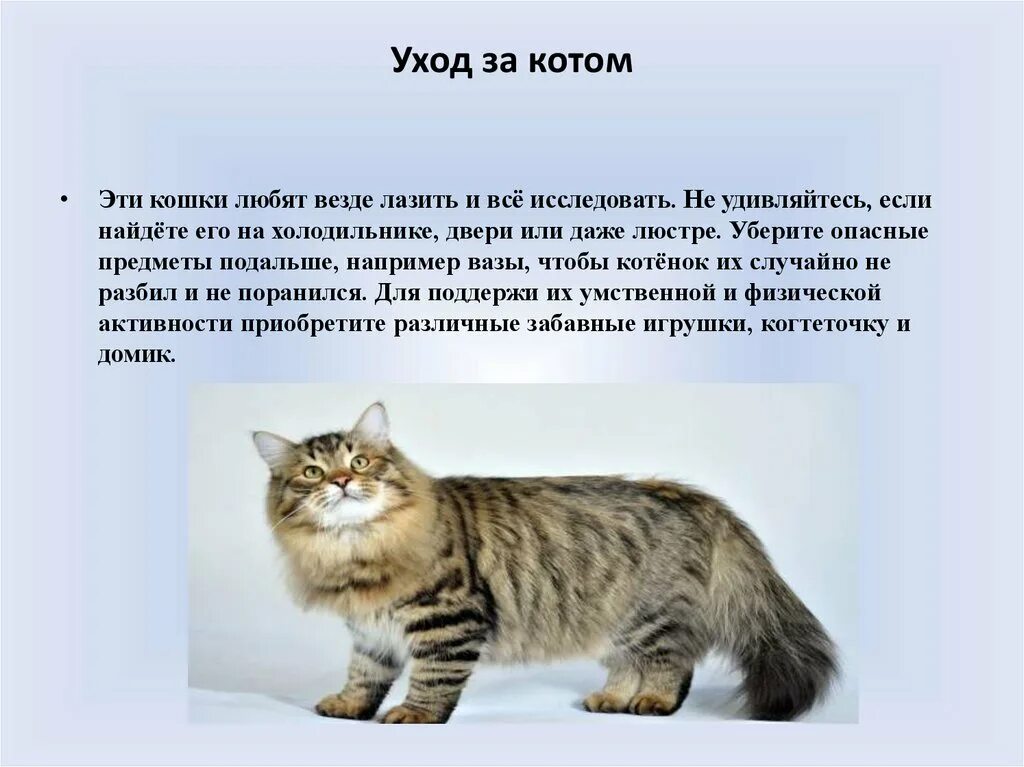 Сообщение про кошку 2 класс. Рассказ про сибирскую кошку. сибирская кошка презентация. сибирская кошка проект. сибирская кошка доклад 2 класс.
