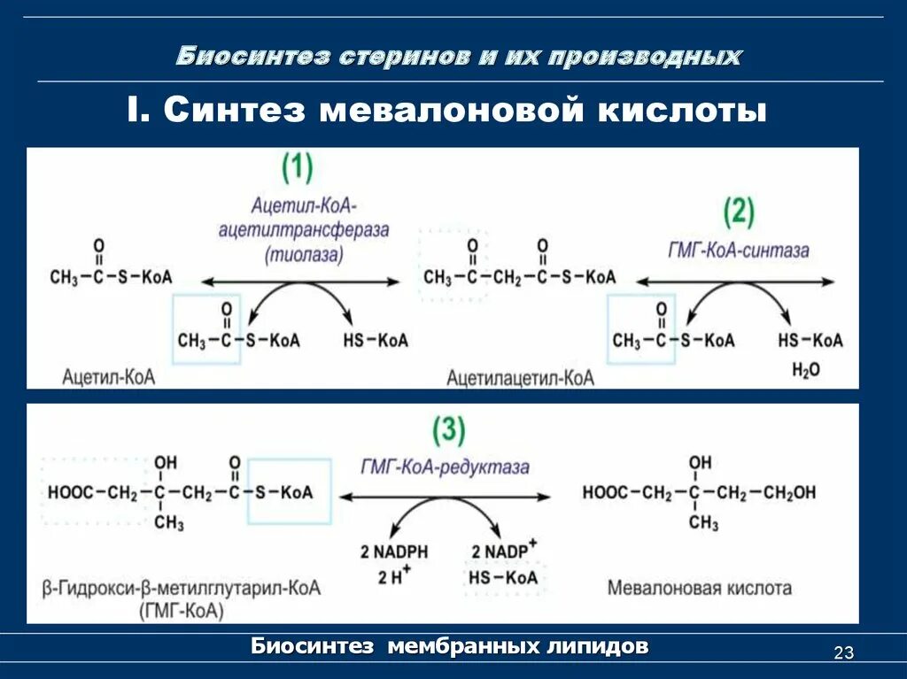 Подготовка к синтезу. Биосинтез холестерина из мевалоновой кислоты. Синтез сквалена из мевалоновой кислоты. Биосинтез мевалоновой кислоты. Синтез мелавоновой кислоты.