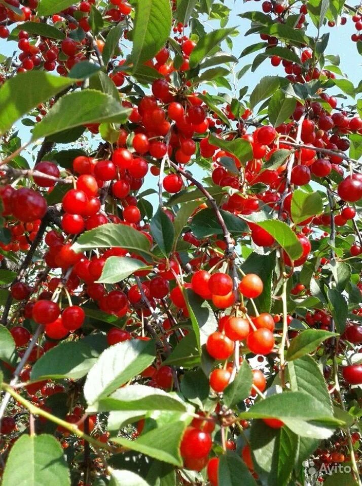 Семена Вишня обыкновенная Аморель розовая / Prunus cerasus amorel rozovaya, 15 ш