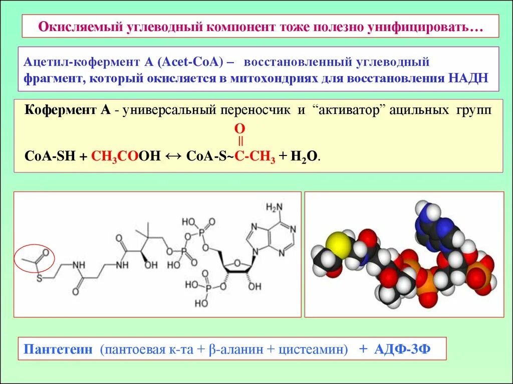 Ацетил кофермент а формула. Роль ацетил коэнзим а. Коэнзим а выполняет функцию переносчика. Кофермент это.