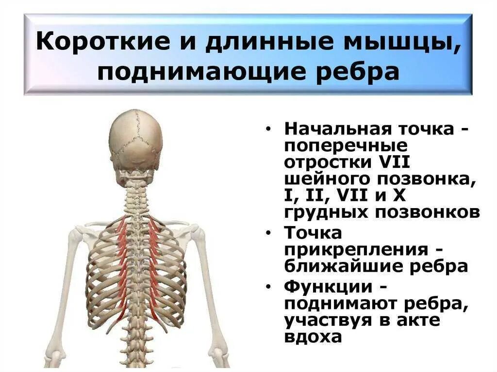 Мышца поднимающая функции. Мышцы поднимающие ребра анатомия. мышцs поднимающая ребра. короткие и длинные мышцы поднимающие ребра. мвгщы поднммаюшие ребра.