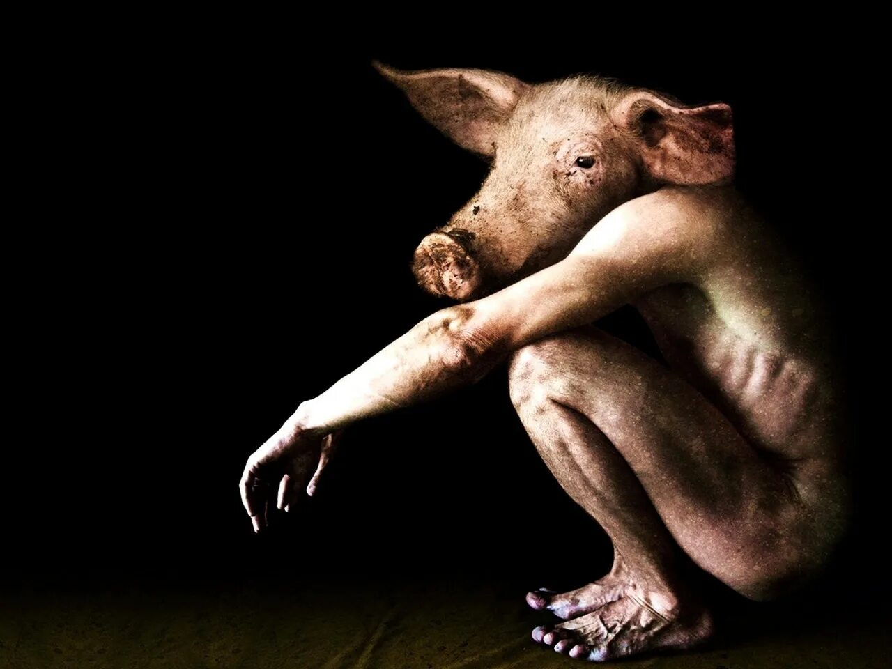 Ничего не вижу вижу какие-то свиные рыла. Хряк наполеон. Хряк наполеон. Морда свинки. Свинья.