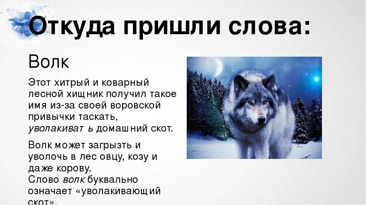 Предложение со словом зверь. Описание волка. Доклад про волка. Волк картинка с описанием. История Волков.