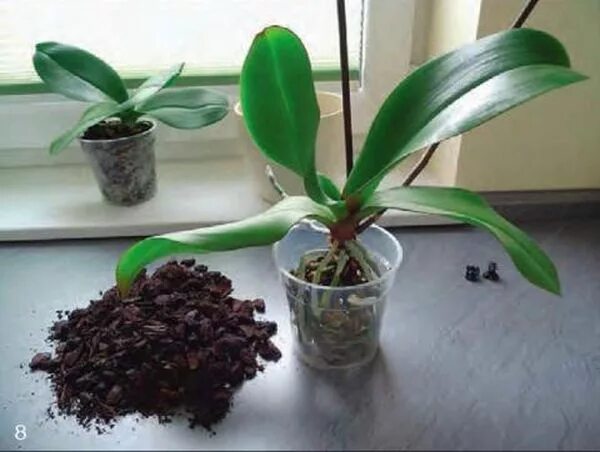 Орхидея грунт для пересадки. Пересадить орхидею. Пересадка орхидеи фаленопсис. Пересаживаем орхидею фаленопсис. Пересадка детки орхидеи фаленопсис.