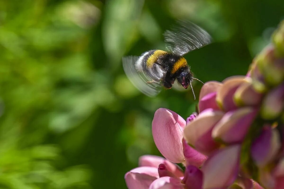 Как можно стать пчелой. Пчела собирает нектар с цветов. Пчела фото. Счастливая пчела. Одинокая пчела.