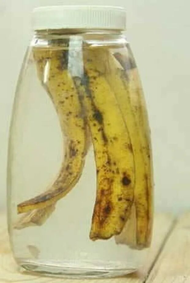 Настойка из банановой кожуры. Банановая кожура. Настой банановой кожуры. Настой из кожуры банана. Удобрение из банановой кожуры.
