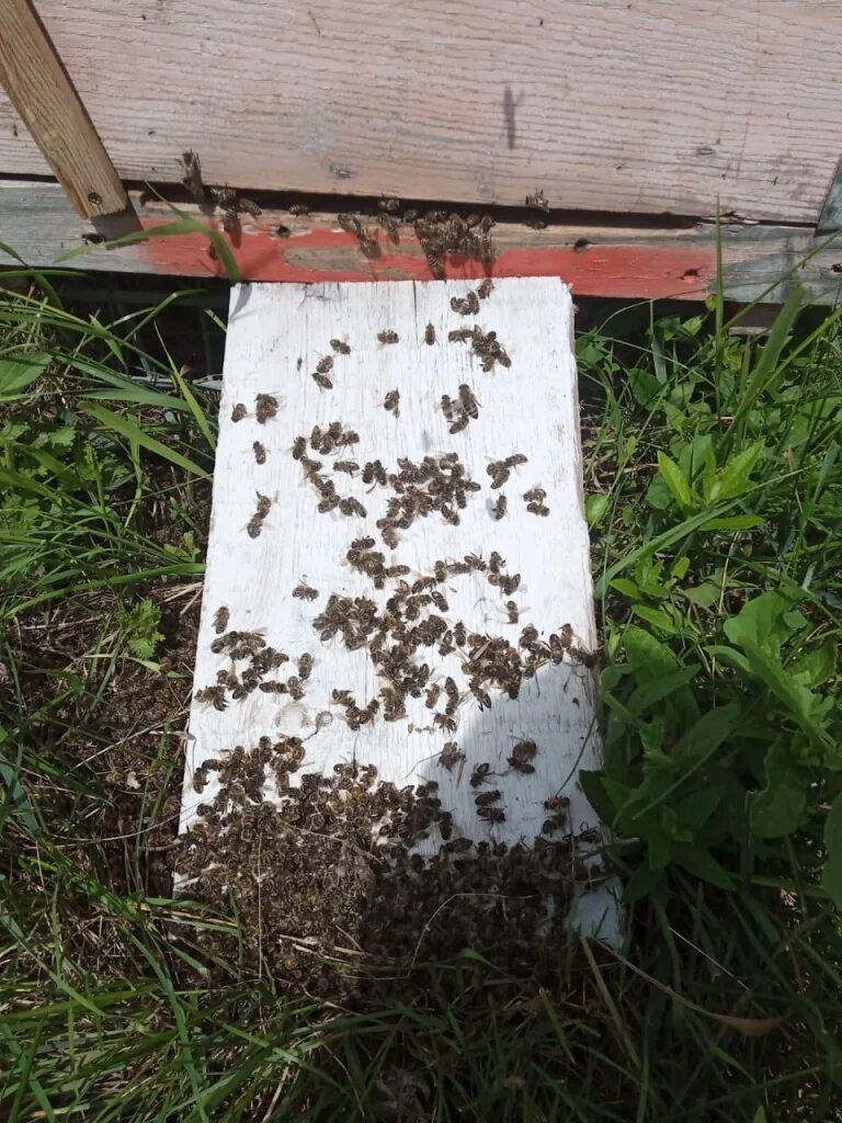 Пчелы гибнут. Потрава пчел. Пчеловодство в Новосибирской области. Гибель пчел. Вредители ульев.