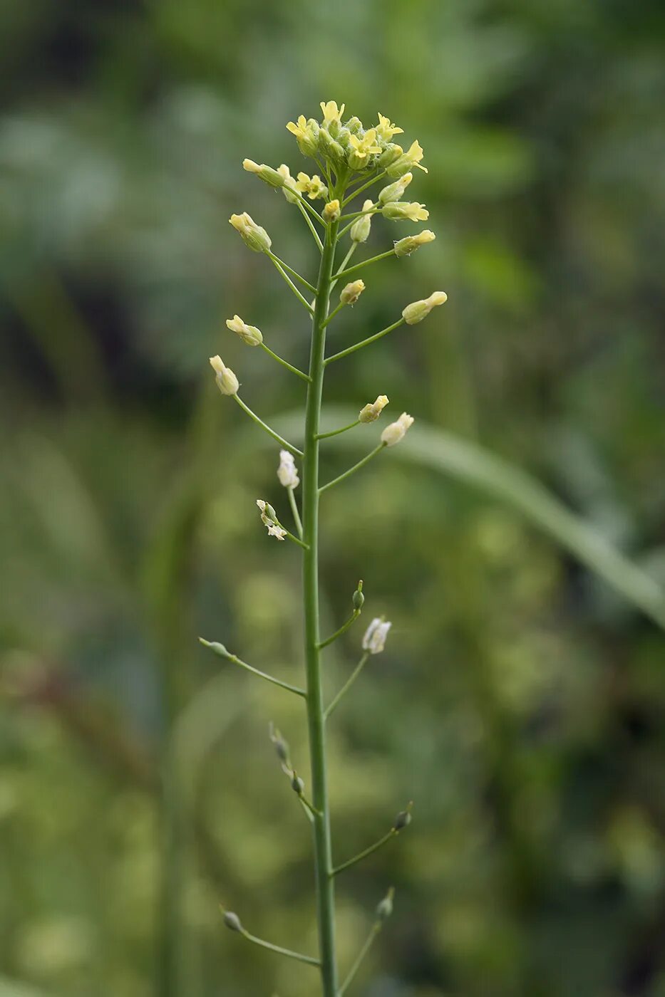 Рыжика посевного (Camelina Sativa),. Camelina Рыжик. Camelina microcarpa. Рыжик мелкоплодный Camelina microcarpa Andrz..