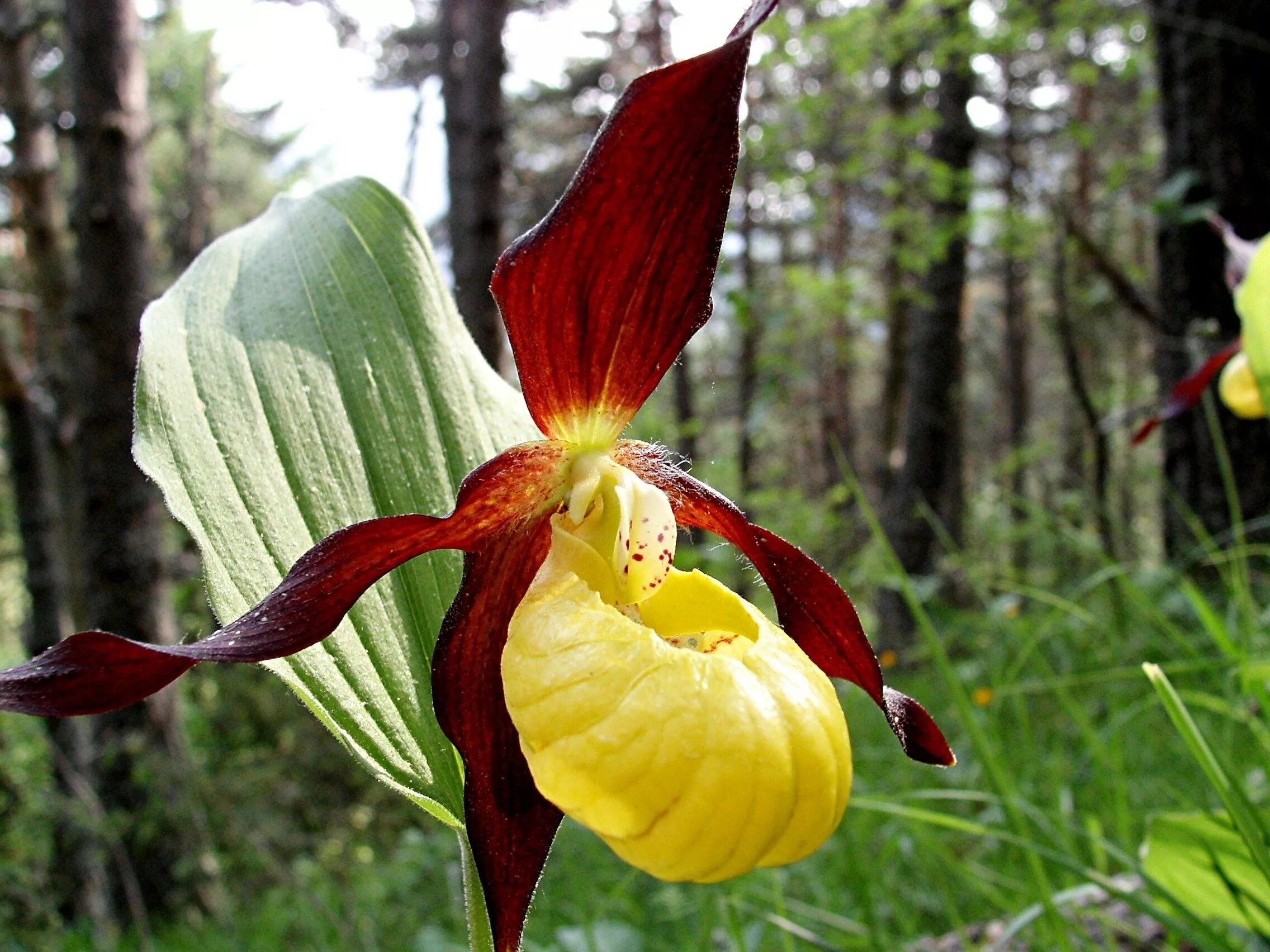 Венерин башмачок настоящий. Венерин башмачок Cypripedium calceolus. Венерин башмачок. Циприпедиум .. Садовая Орхидея Венерин башмачок. 5 новых видов растений