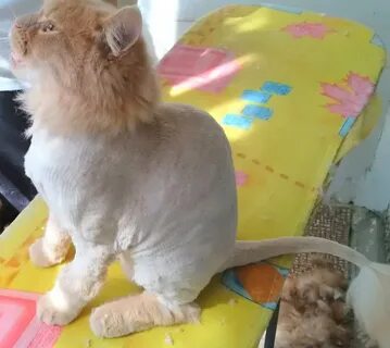 Как подстричь кота машинкой