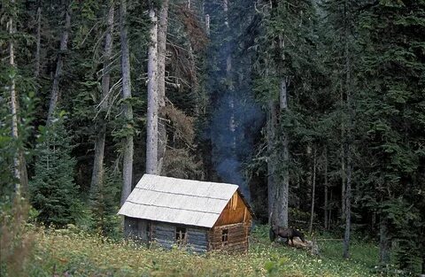 Жить в глухом лесу