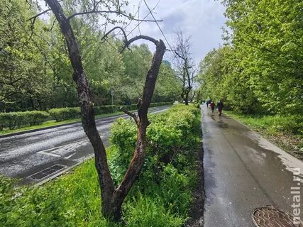 Яблоневая аллея сыктывкар