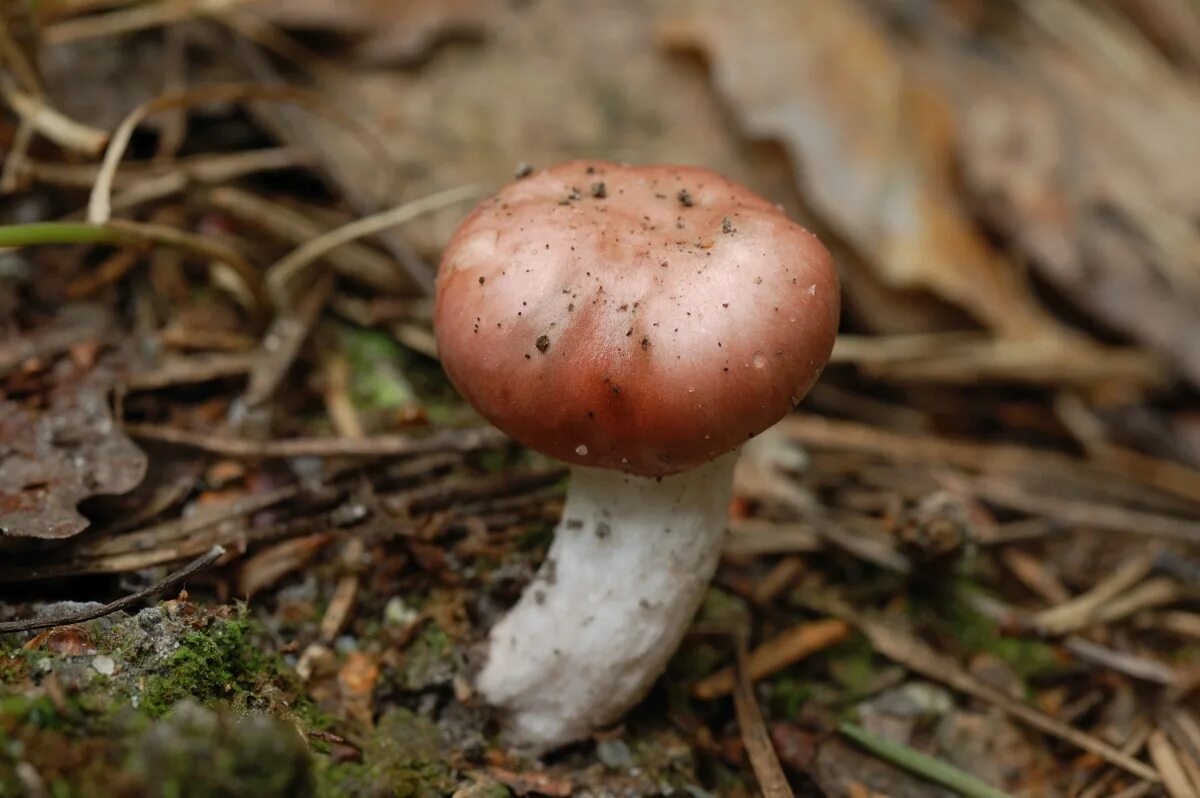 съедобные грибы оренбургской области. грибы кавказа съедобные. грибы солянина. фото съедобных грибов. ядовитые грибы оренбуржья.