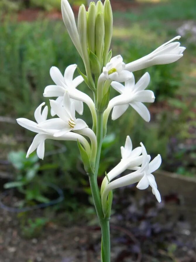 Tuberose. Цветок полиантес Тубероза. Полиантес Тубероза Перл. Тубероза (полиантес клубненосный). Тубероза (Polianthes tuberosa).