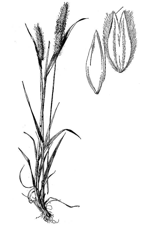 Тимофеевка луговая (phleum pratense l. Лисохвост рисунок. Лисохвост всходы. Лисохвост рисунок. Лисохвост луговой строение.