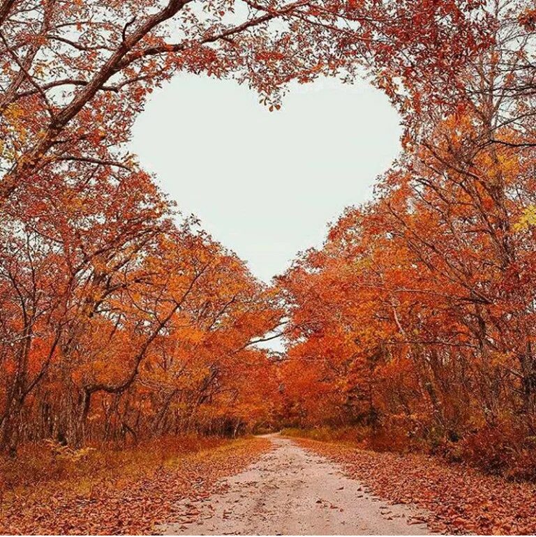 Осень. Осень прекрасная пора. Осеннее сердце. Осенние картинки. Красивая осень время
