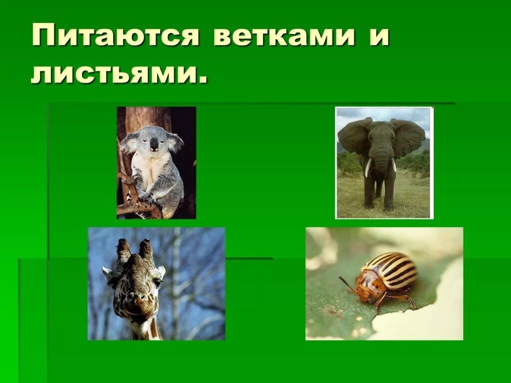 Урок питание животных. Разнообразие пищи животных. растительноядные насекомоядные хищные всеядные. животные питаются. хищники травоядные и всеядные животные.