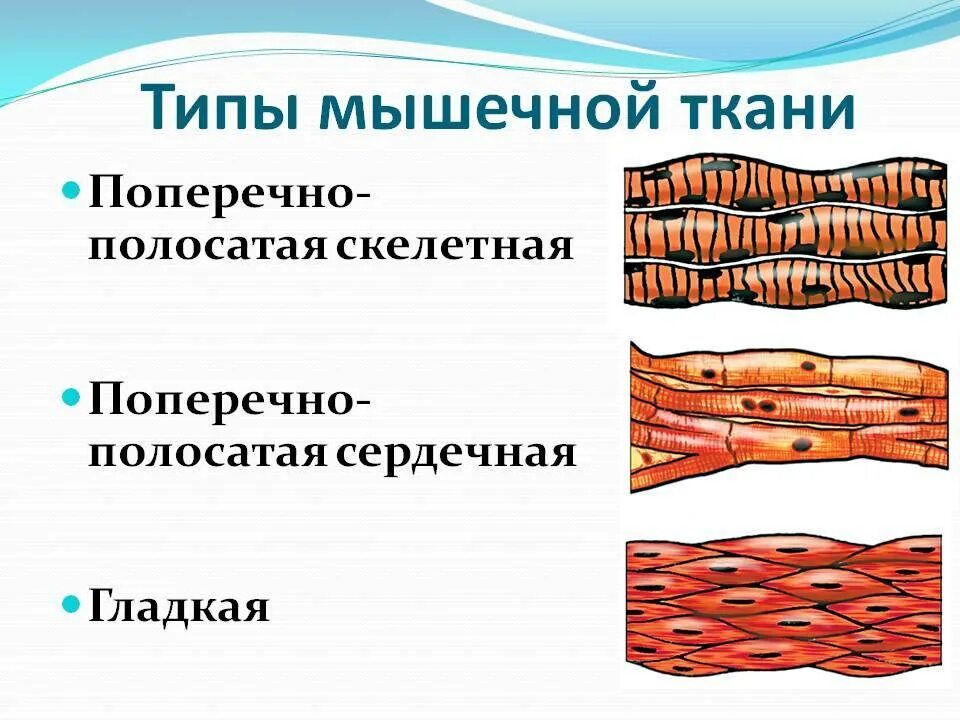 Мышечная ткань характеризуется. Гладкая поперечно-полосатая и сердечная мышечная ткань таблица. Поперечнополосатая Скелетная мышечная ткань человека. Поперечная исчерченность поперечно полосатой мышечной ткани. Строение скелетной поперечно полосатой сердечной мышечной ткани.