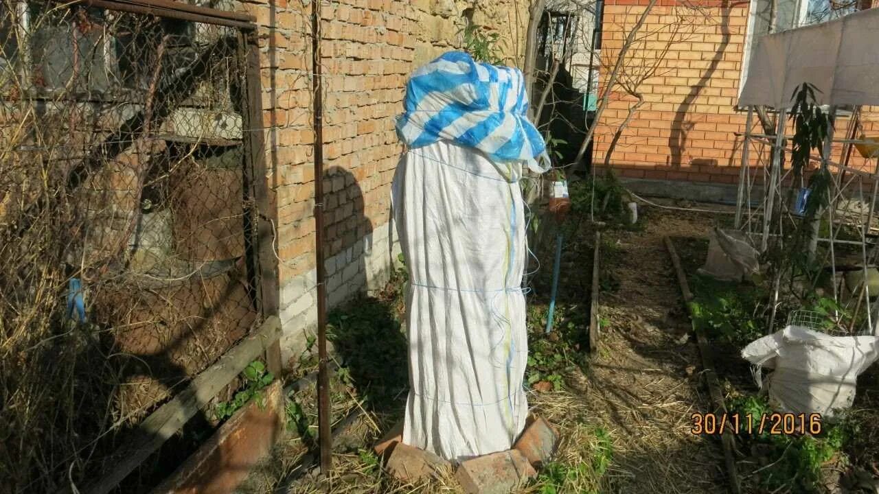 Как утеплить инжир на зиму. Укрытия для саженцев хурмы. укрытие хурмы на зиму. укрытие граната на зиму. хурма на зиму укрыть.