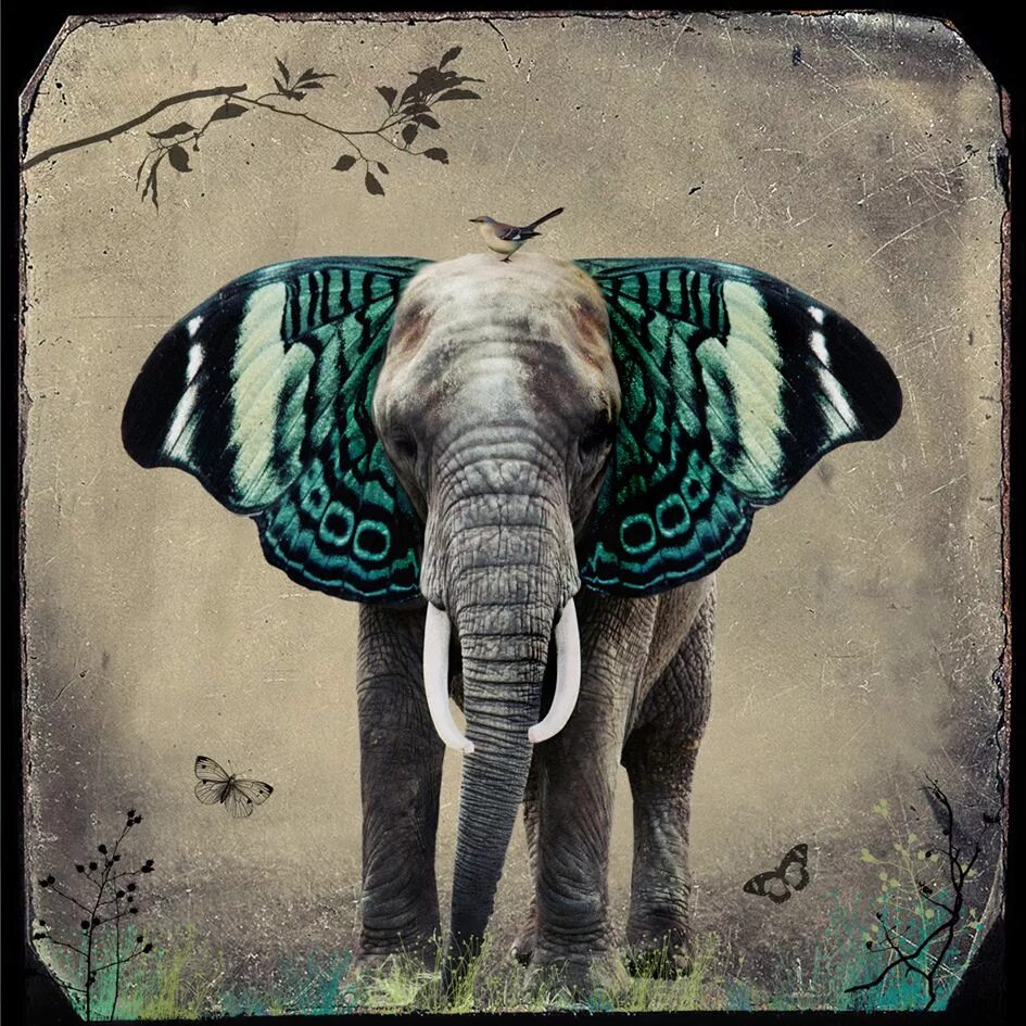 Необычный слон. Слон арт. Картина слон. Слоники с крыльями. Elephant butterfly