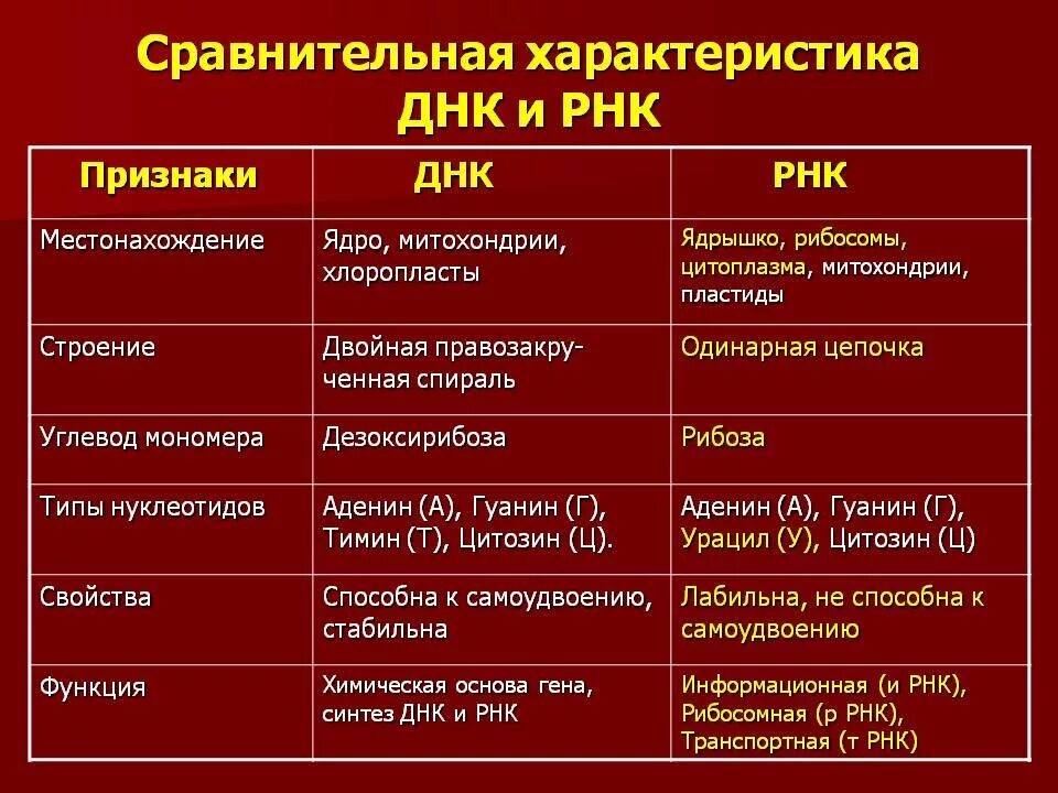 Значение клетки днк. Характеристика нуклеиновых кислот ДНК И РНК таблица. Признаки ДНК И РНК таблица. Признаки сравнения ДНК И РНК таблица. Сравнительная характеристика ДНК И РНК мономеры.