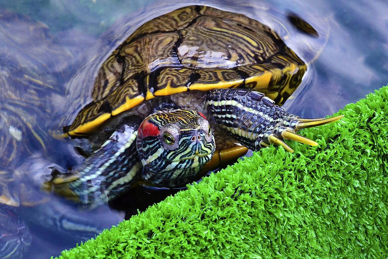 Сколько лет живут красноухие. Красноухая Пресноводная черепаха. Черепаха красноухая черепаха. Красноухая водяная черепаха. Морская черепаха красноухая.