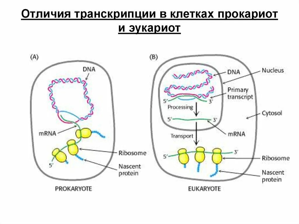 Транскрипция прокариот и эукариот. Транскрипция днк у эукариот и прокариот. различие транскрипции у прокариот и эукариот. схема транскрипции у эукариот. синтез белка у прокариот.