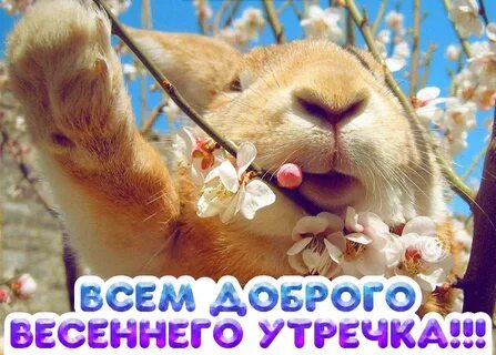 Хорошего дня весенние прикольные