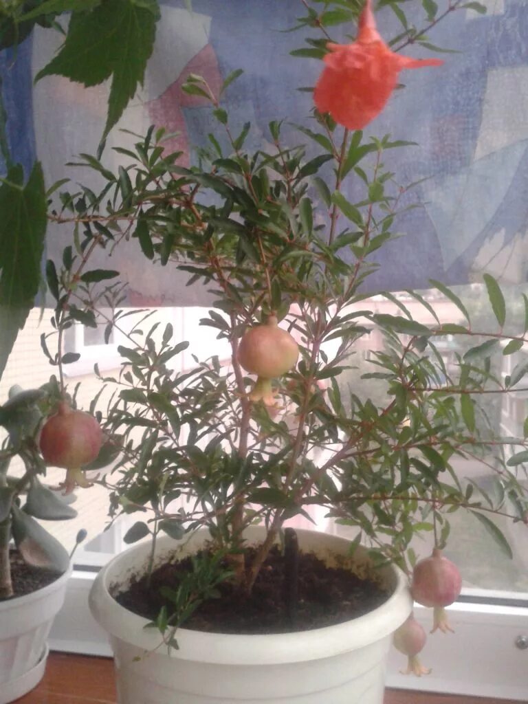 Карликовый гранат прорастить. Гранат из семян. Гранат из косточки. Карликовый гранат бейби. Гранат дерево росток.