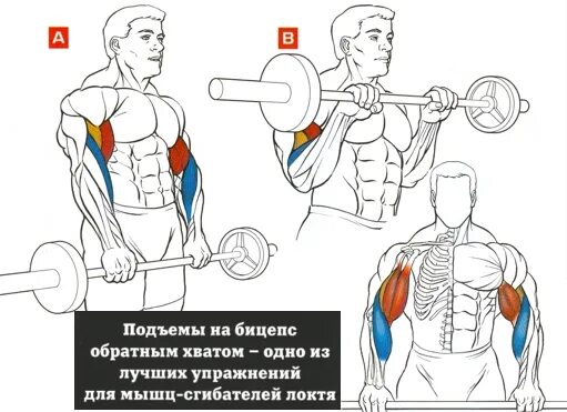Сколько поднимает бицепс. Тяга штанги на бицепс обратным хватом. бицепс обратным хватом со штангой. упражнение на бицепс обратным хватом. подъем штанги на бицепс обратным хватом.