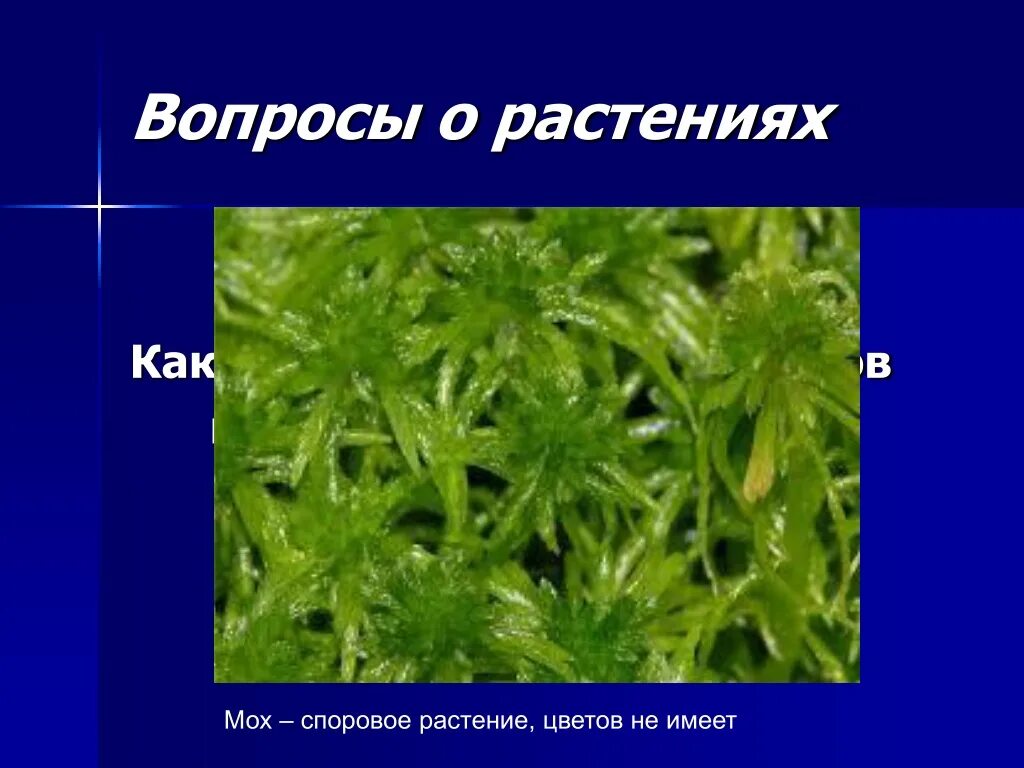 Значение мхов. Какое растение является мхом ответы. Разновидности мхов. Мхи названия. Мхи имеют стебель и листья.