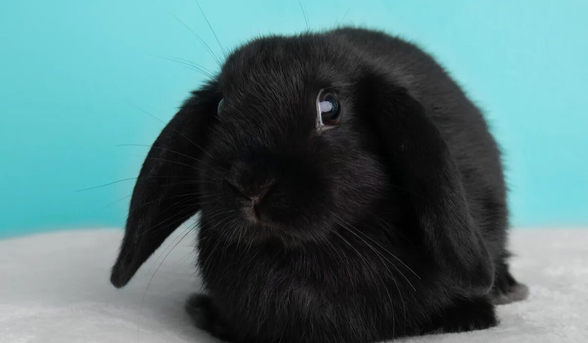 Черный кролик на английском. Mini lop кролик. Серый черный кролик. Черный водяной кролик. Милый черный кролик.