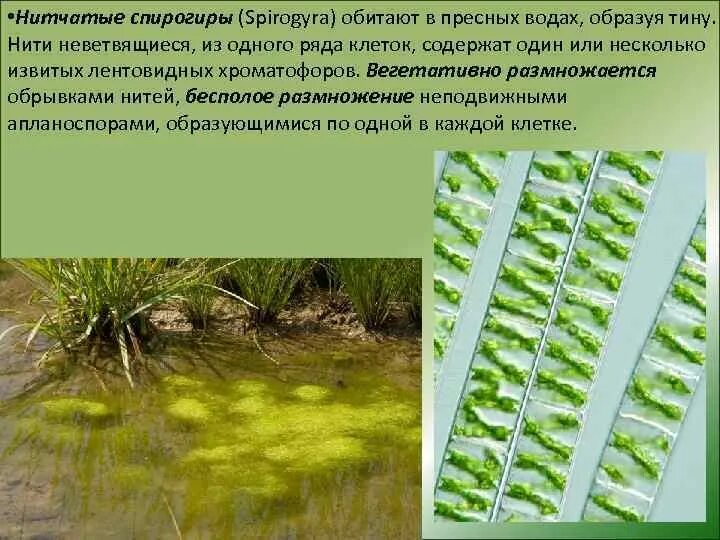 Нитчатые водоросли спирогира. Нитчатая водоросль спирогира. Харовой водоросли спирогиры. Спирогира зеленая нитчатая водоросль. Спирогира водоросль среда обитания.