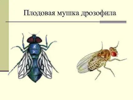 Форма тела мухи