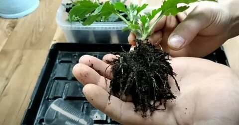 Можно ли укоренить черенок хризантемы