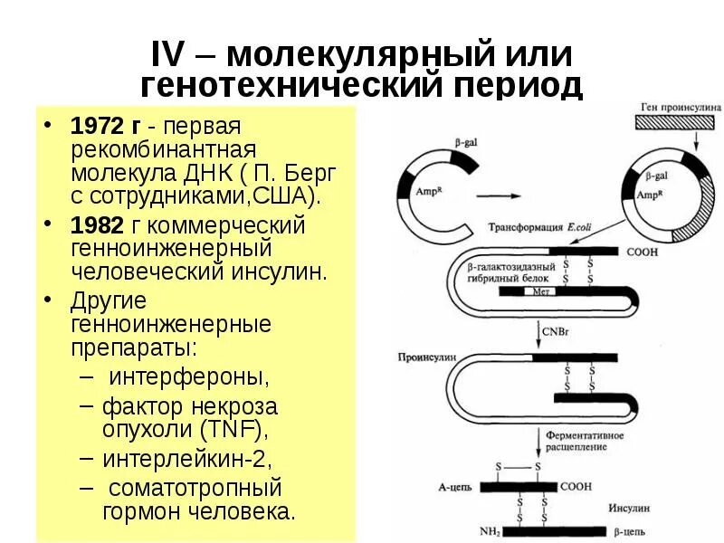 Схема получения рекомбинантного инсулина. Рекомбинантная ДНК Берг. Генно инженерные лекарства. Получение рекомбинантного инсулина. Установите последовательность этапов получения инсулина