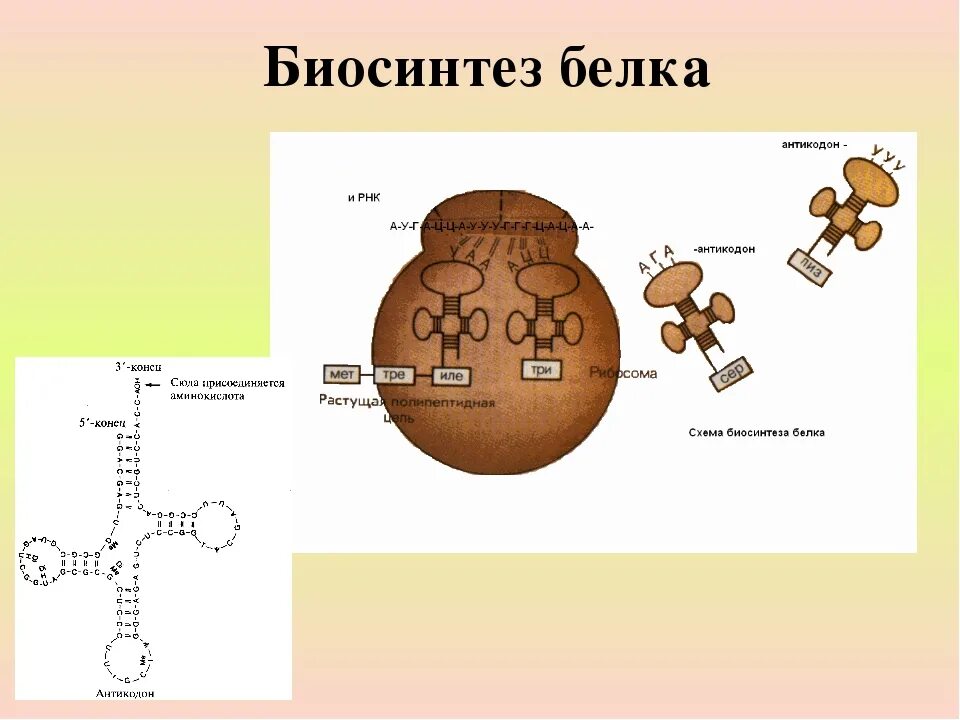 Схема синтеза белка в рибосоме. Этапы биосинтеза белка рисунок. Этапы синтеза белка рибосомой. Синтез белка 9 класс биология.