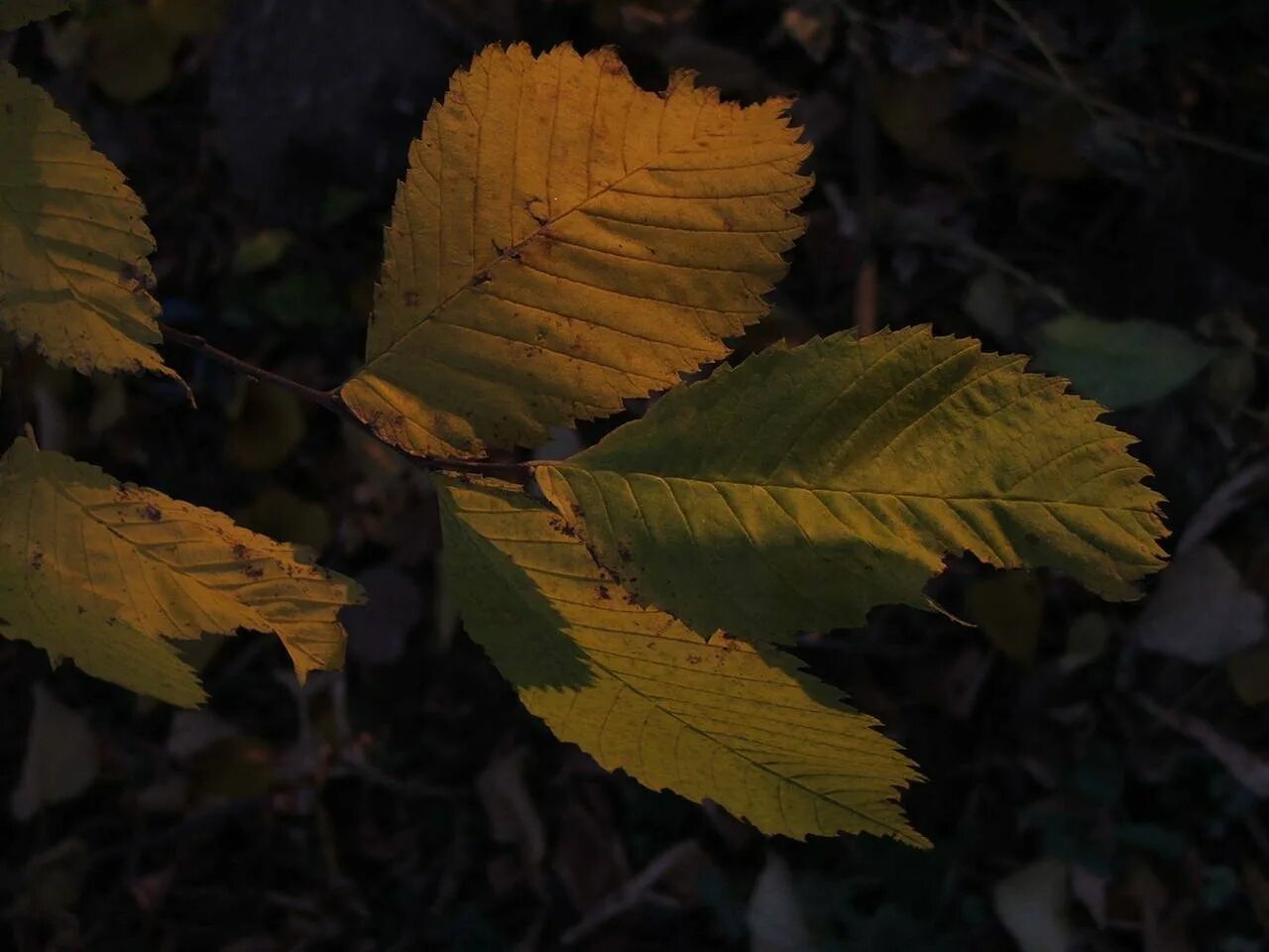 Листья ольхи листья вяза. Листья ольхи осенью. Ольха черная осень. Ольха лист осенью. Осенний лист граба.