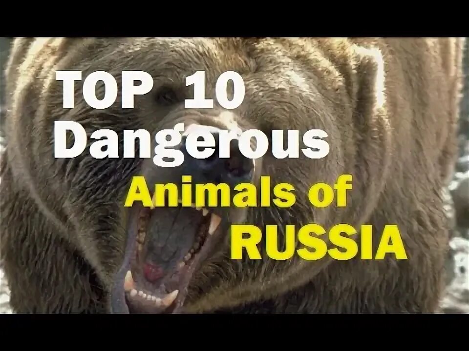 Dangerous animals in Russia. Опасные звери России на английском. Опасные животные россии на английском