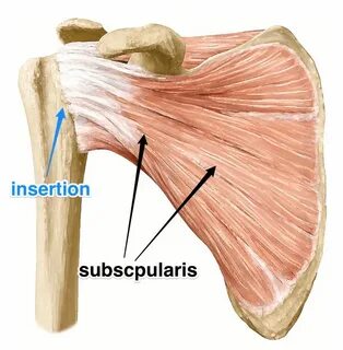 Subscapularis
