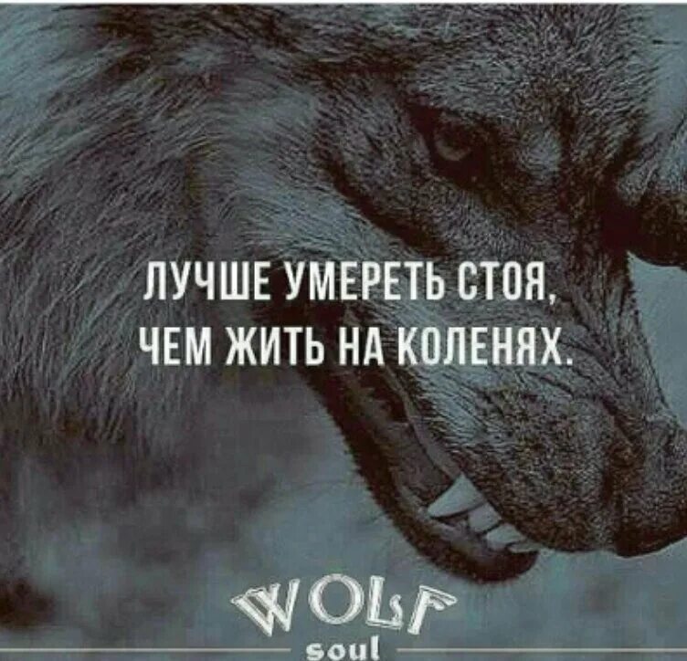 Тяжело в неволе жить. Волк с надписью. Лучше погибнуть стоя чем жить на коленях. Лучше смерть стоя, чем жить на коленях. Статусы про трусость.