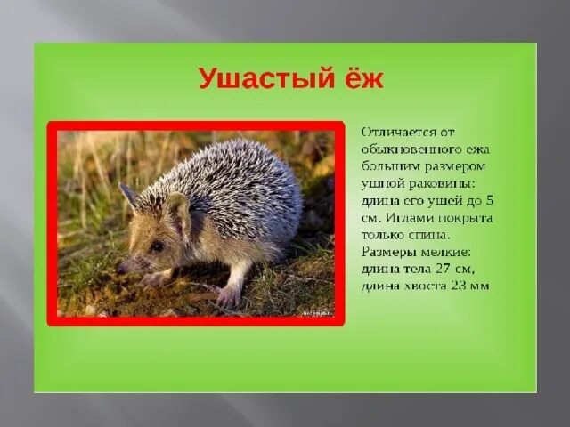 Красная книга калмыкии проект Красная книга Калмыкии Region TV Северо-Кавказское телевидение